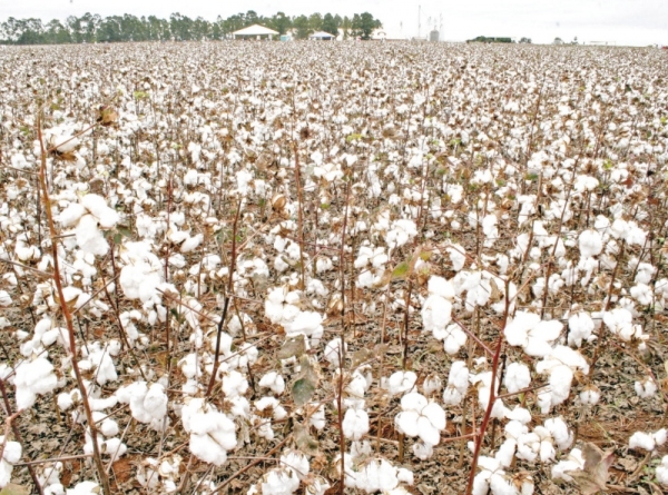 Novas pragas ameaçam o campo