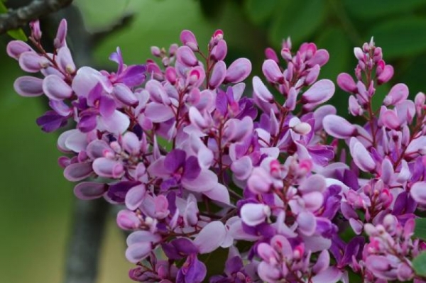 Primavera começa hoje e terá chuvas atípicas