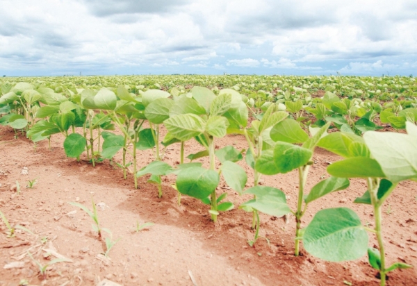 Alta do dólar eleva custo de produção da safra 2015/16