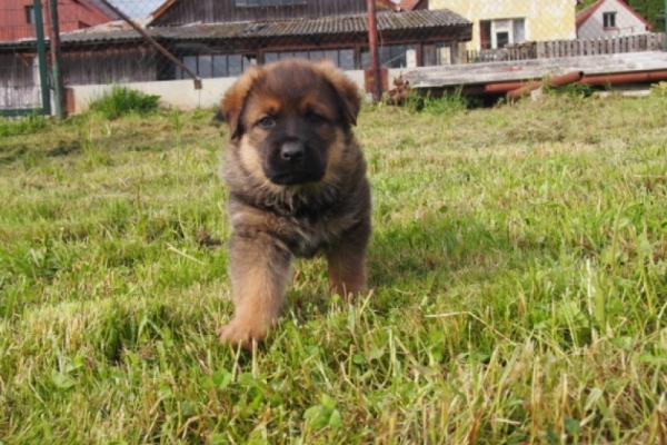 Filhote de pastor alemão atira no dono que queria matá-lo Por mais estranho que seja, foi exatamente o que aconteceu. Ca