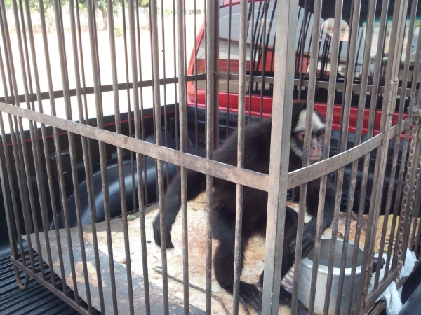 Polícia Ambiental juntamente com a polícia Civil e Corpo de Bombeiro resgata macaco aranha que sofria maus tratos em cir