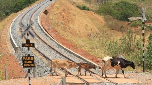 Ferrovia Norte-Sul: Até a boiada passa. Menos o trem