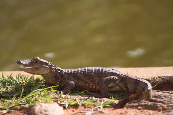 Jacaré é visto em lago do parque