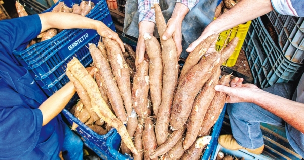 Mandioca, cada vez mais produtiva e consumida