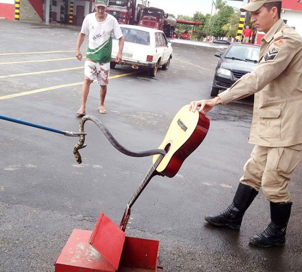 Bombeiros resgatam cobra que estava escondida dentro de violão