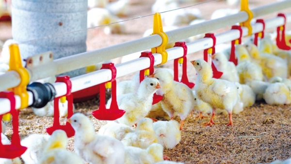 SuperFrango chega à China