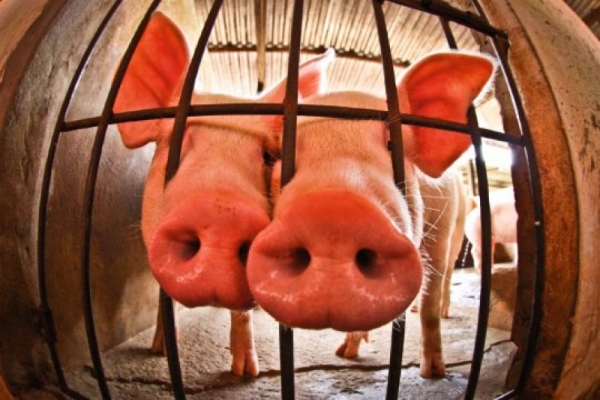 Abate de frangos e suínos é recorde no país; bovinos registram queda