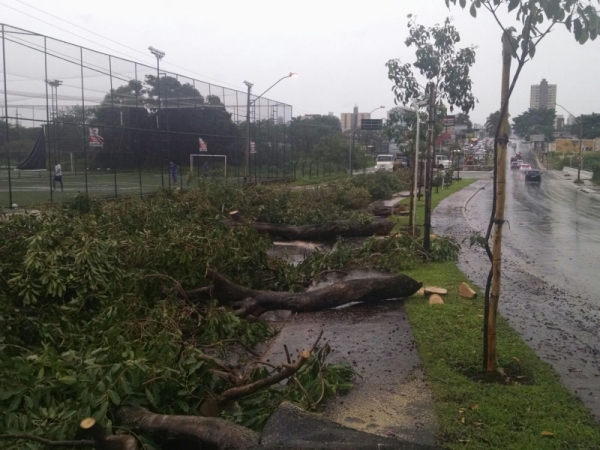 Comurg retira 103 jamelões da Avenida T- 63