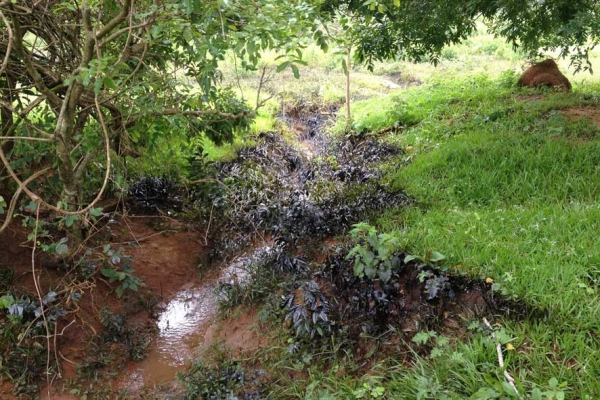 Óleo de usina da prefeitura de São Luis, escorre para córrego…