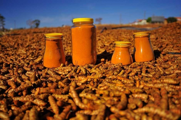 Açafrão de Mara Rosa conquista Selo de Procedência