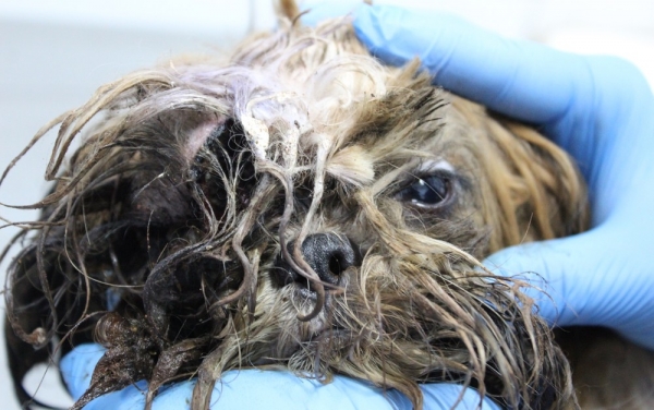 Vereadores aprovam lei que prevê multa de até R$ 200 mil para maus-tratos contra animais, em Aparecida de G