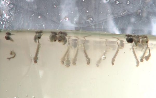 Goiás tem 18 mortes investigadas por suspeita de dengue, diz Saúde.