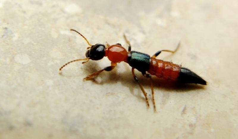 Mulher é hospitalizada após sofrer infecção grave por picada de potó em Pirenópolis